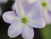 Bi coloured pink and white single flower